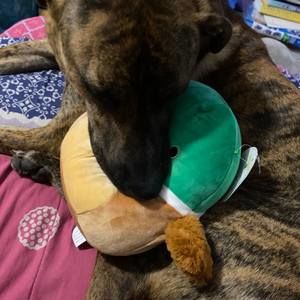 Meet your Posher, Jordan